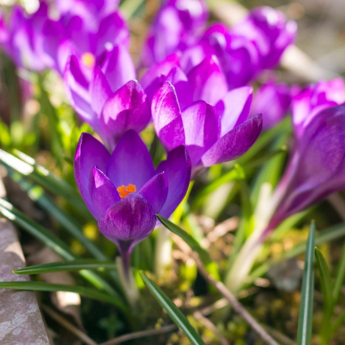 Crocus Species Etruscus Zwanenburg - 25 corms - Longfield Gardens