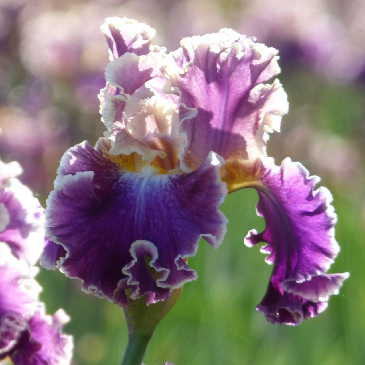 Bearded Iris Germanica Montmartre - 2 rhizomes - Longfield Gardens
