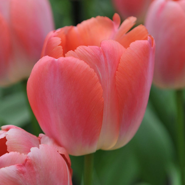 Tulip Darwin Hybrid Orange Pride