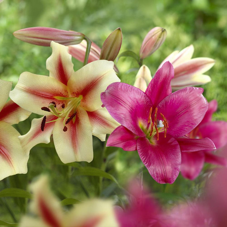 Lily Oriental Trumpet (OT) Lavon & Purple Prince