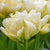 Single blossom of early blooming fosteriana tulip Exotic Emperor showing double flowers with creamy white petals and green markings.