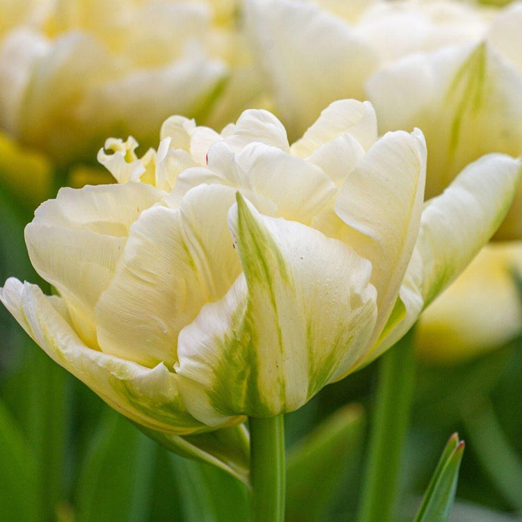 Tulip Fosteriana Exotic Emperor