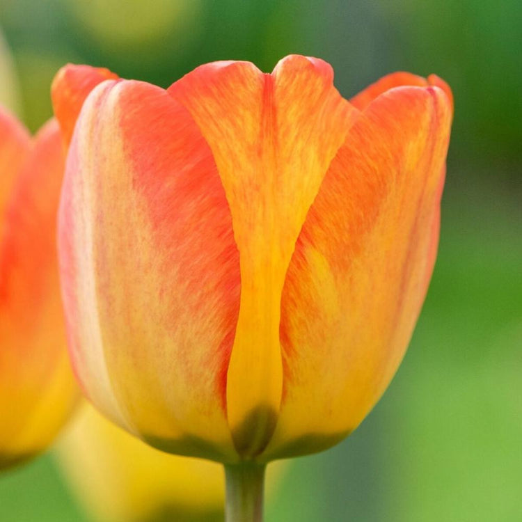 Tulip Darwin Hybrid Blushing Apeldoorn