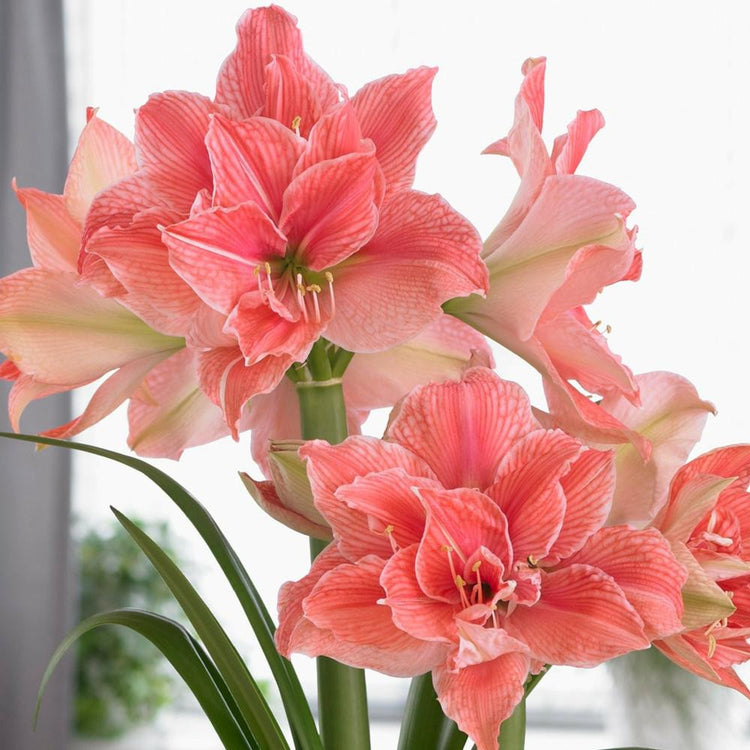 Amaryllis Double Sweet Nymph