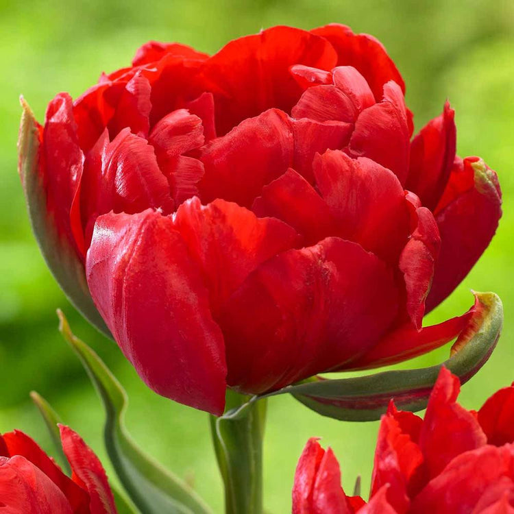 Single flower of Abba, a solid red double early tulip.