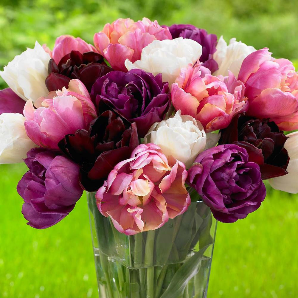 Tulip Double Late Parade of Pink Mix - 20 bulbs - Longfield Gardens Tulip Double Late Parade of Pink Mix - 20 bulbs - Longfield Gardens