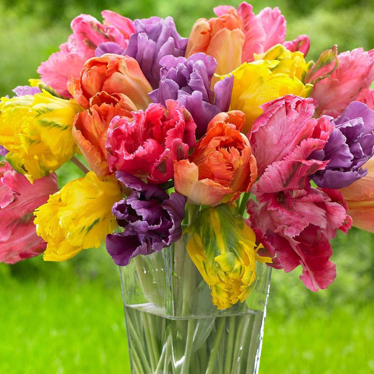 Tulip Parrot Fantasy Feather Mix