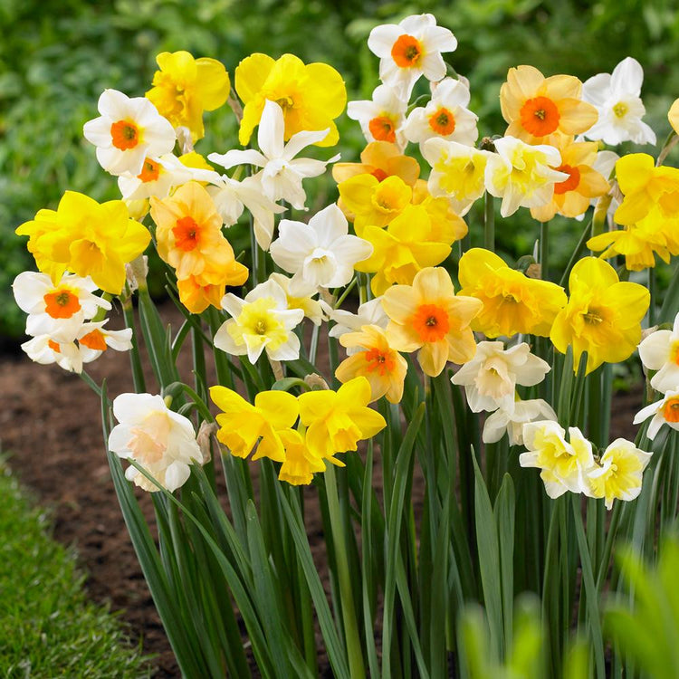 A colorful assortment of multi-flowered daffodils with two or three blossoms on each stem, in flower colors that combine white, yellow and orange.
