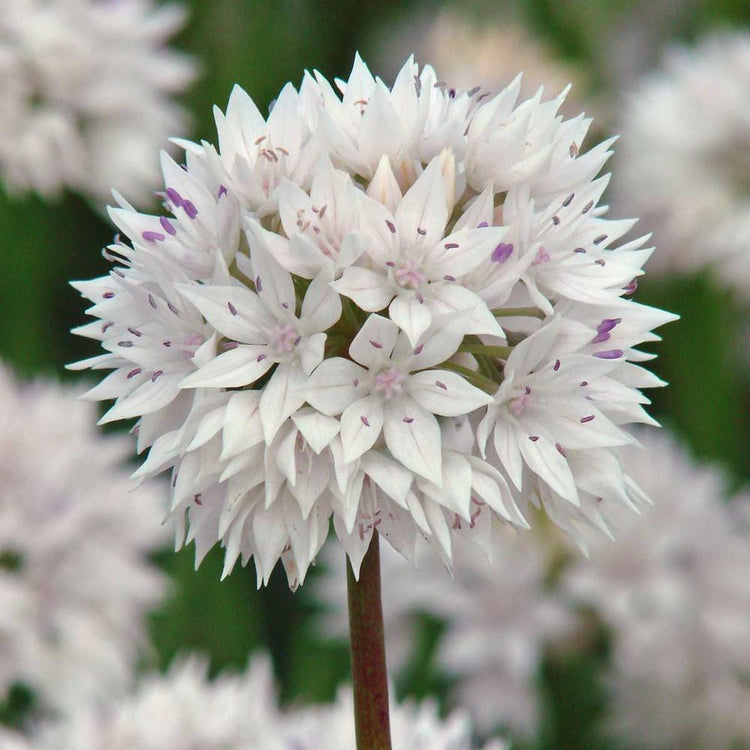 Allium Amplectens Graceful