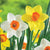 The flowers of daffodils Barrett Browning and Red Devon, both displaying small, bright orange cups surrounded by white or yellow petals.