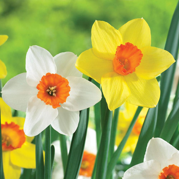 Daffodil Assorted Barrett Browning & Red Devon