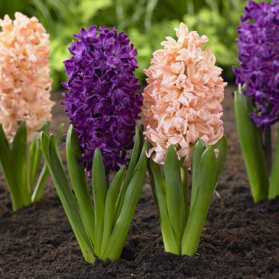 Hyacinth Orientalis Gypsy Queen & Woodstock