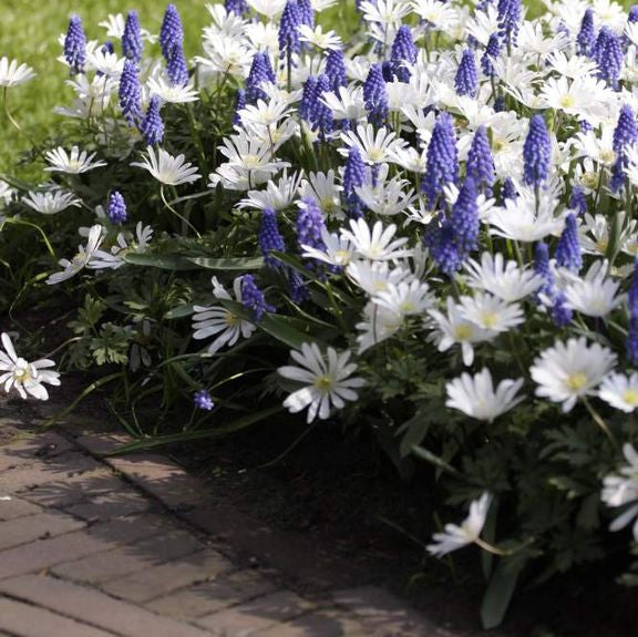 Anemone White Splendour & Muscari Ocean Magic