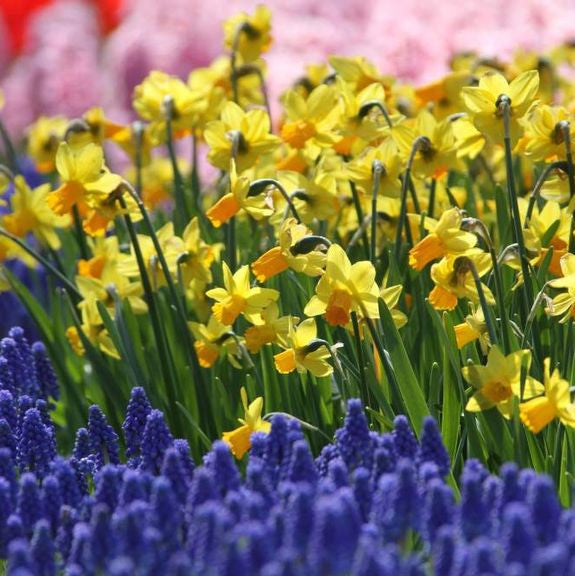 Daffodil Jetfire & Muscari Ocean Magic