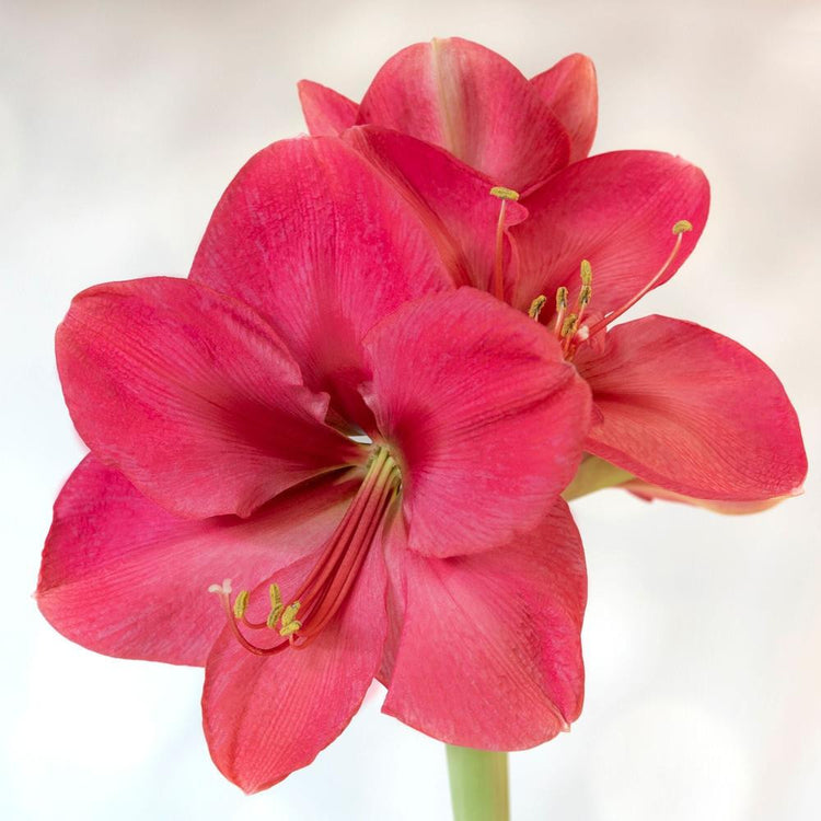 Amaryllis Single Lagoon
