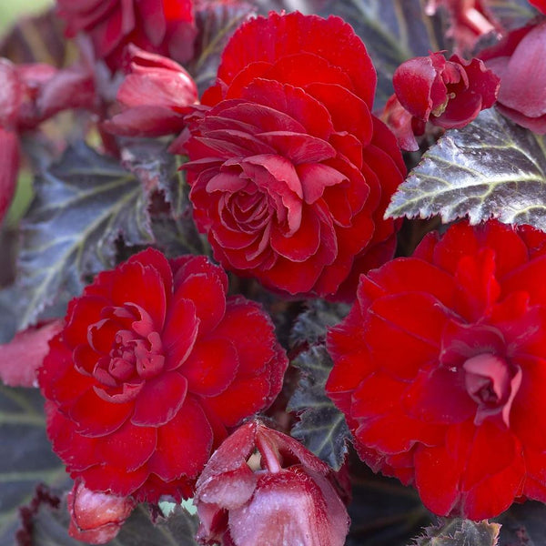 Begonia Double Maxima Switzerland - 3 tubers - Longfield Gardens