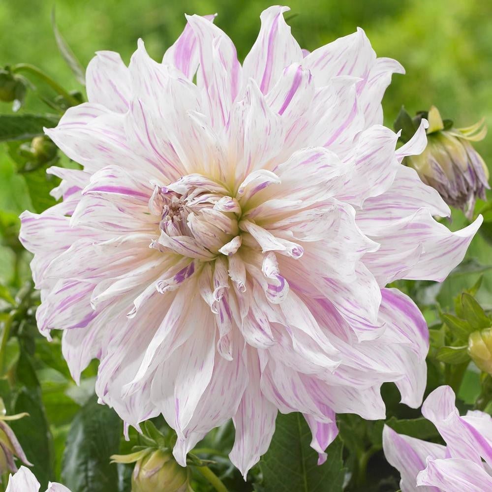 Dahlia Dinnerplate Mom's Special - 2 tuber clumps - Longfield Gardens