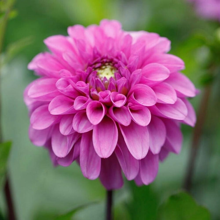 Dahlia Decorative Blue Bell