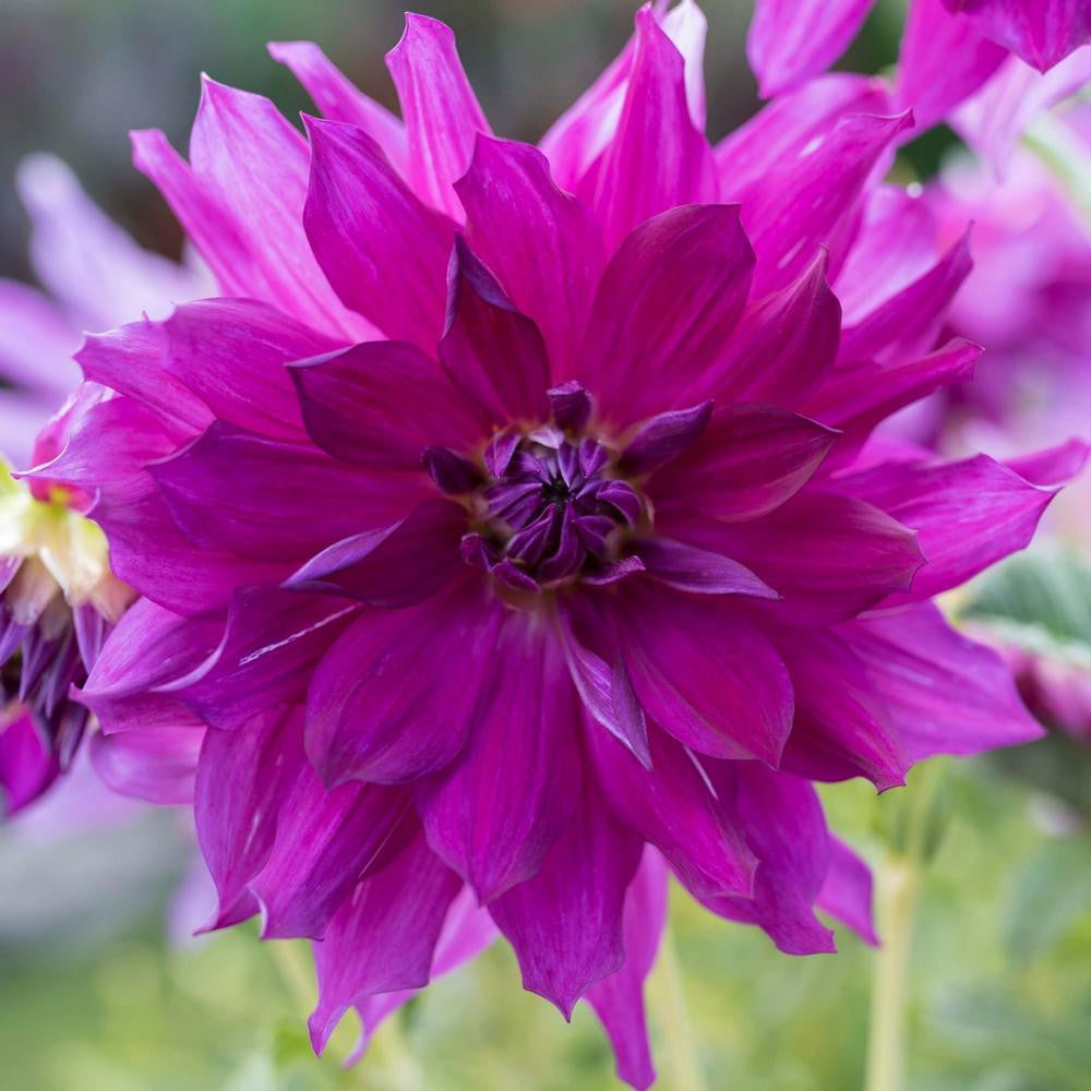 Dahlia Dinnerplate Purple Taiheijo - 2 tuber clumps - Longfield