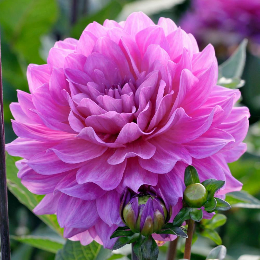 Dahlia Decorative Karma Lagoon - 2 tuber clumps - Longfield Gardens