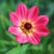 One blossom of the brilliant red single dahlia HS Flame showing the flower's dark center and glittering golden stamens.