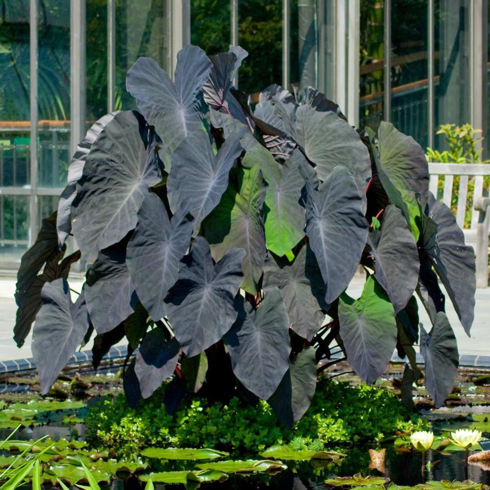 black elephant ear plant feel pain Colocasia Esculenta Black Magic - 1 bulb