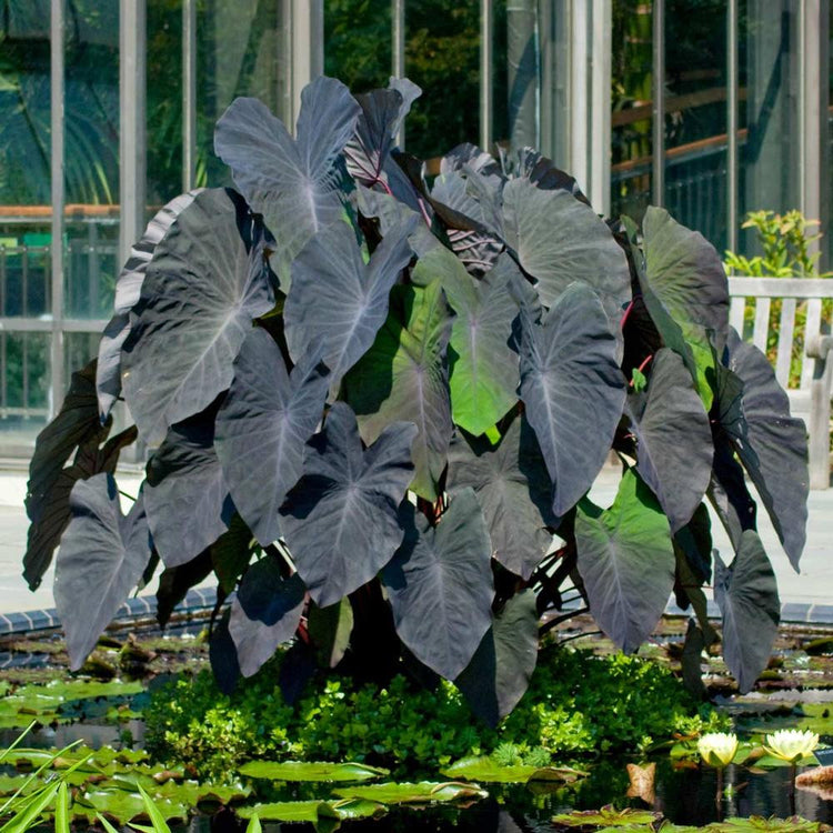 Colocasia Black Magic, elephant ears with enormous, blue-black leaves, suitable for growing in sun or shade.
