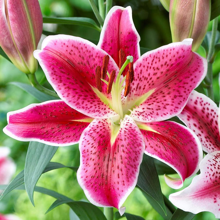 Oriental lily Colorado which produces large, deep pink flowers with a white outline around each petal.