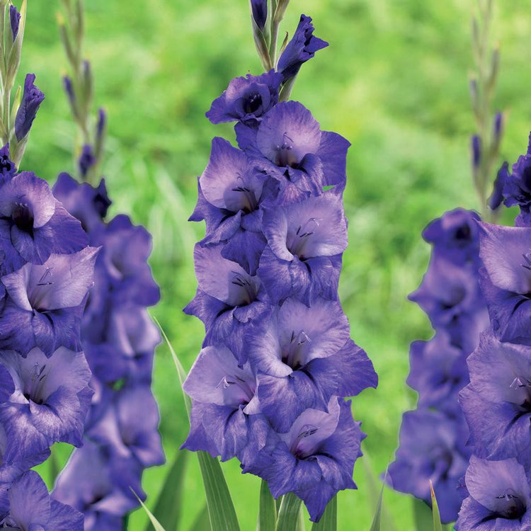 The flower spikes of gladiolus Mante, showing deep purple and indigo blossoms on tall flower stalks.