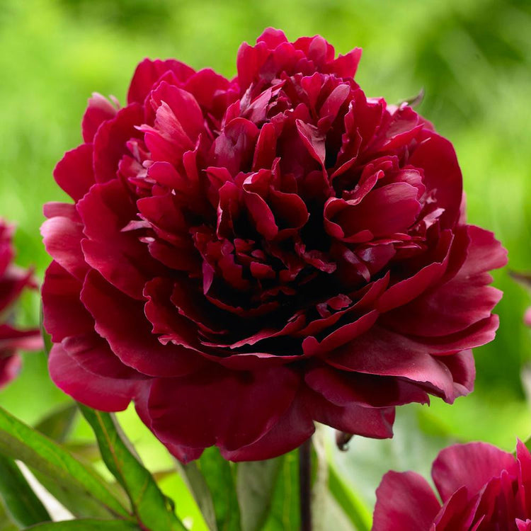 black beauty peony flower seeds Peony Lactiflora Black Beauty - 1 bare root