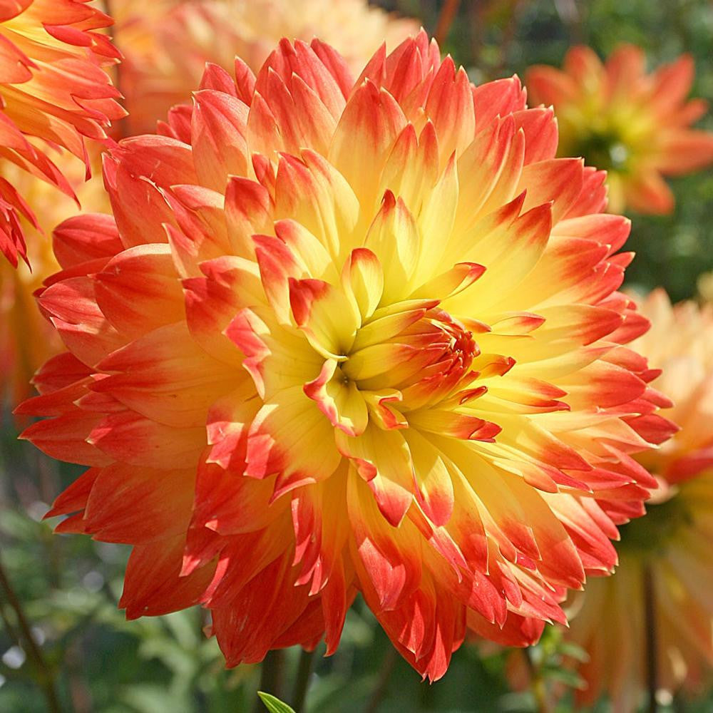 Dahlia Decorative Procyon - 2 tuber clumps - Longfield Gardens