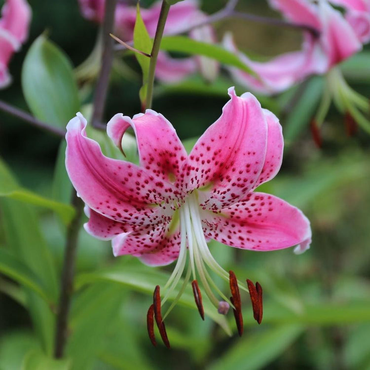 The hot pink flowers of species lily Black Beauty, showing their reflexed petals, prominent freckles and long, showy anthers.