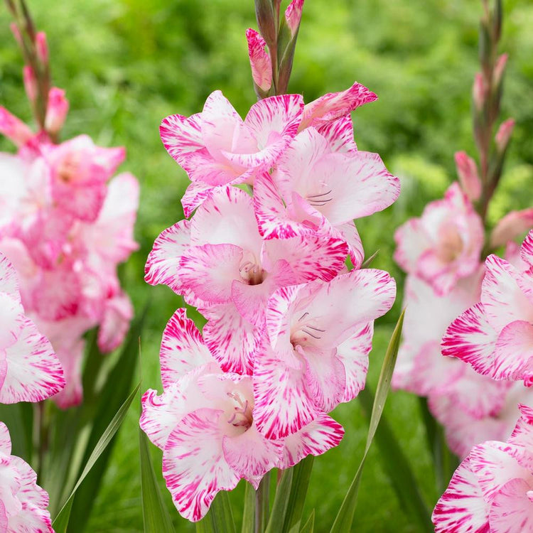 Gladiolus My Love