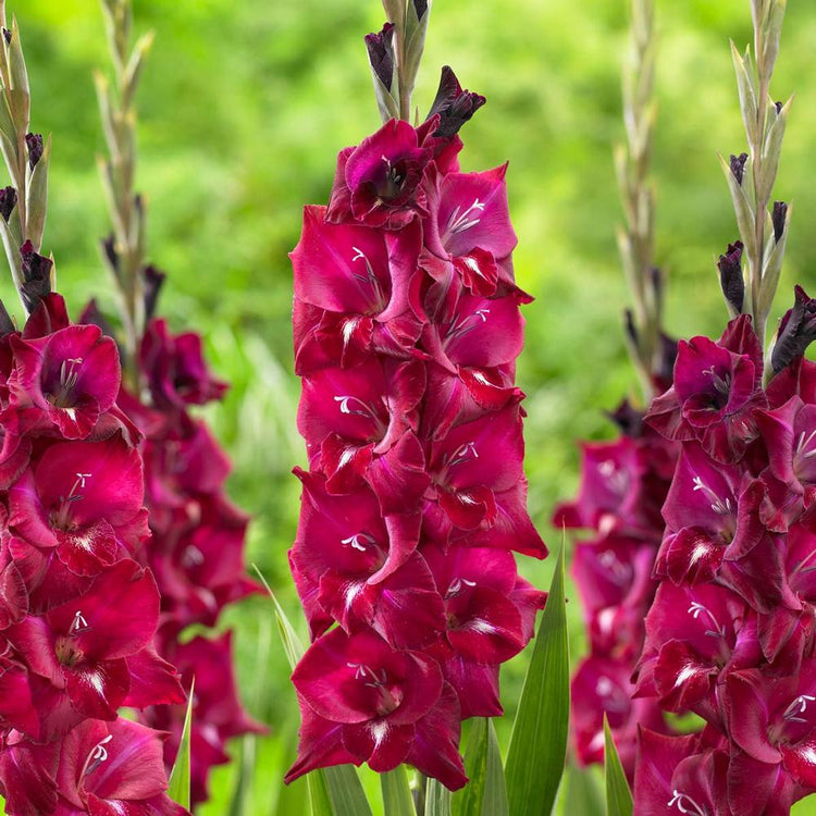 Gladiolus Isabella