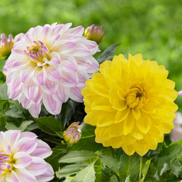 Dahlia Border Decorative Gallery Serenade & Gallery Monet