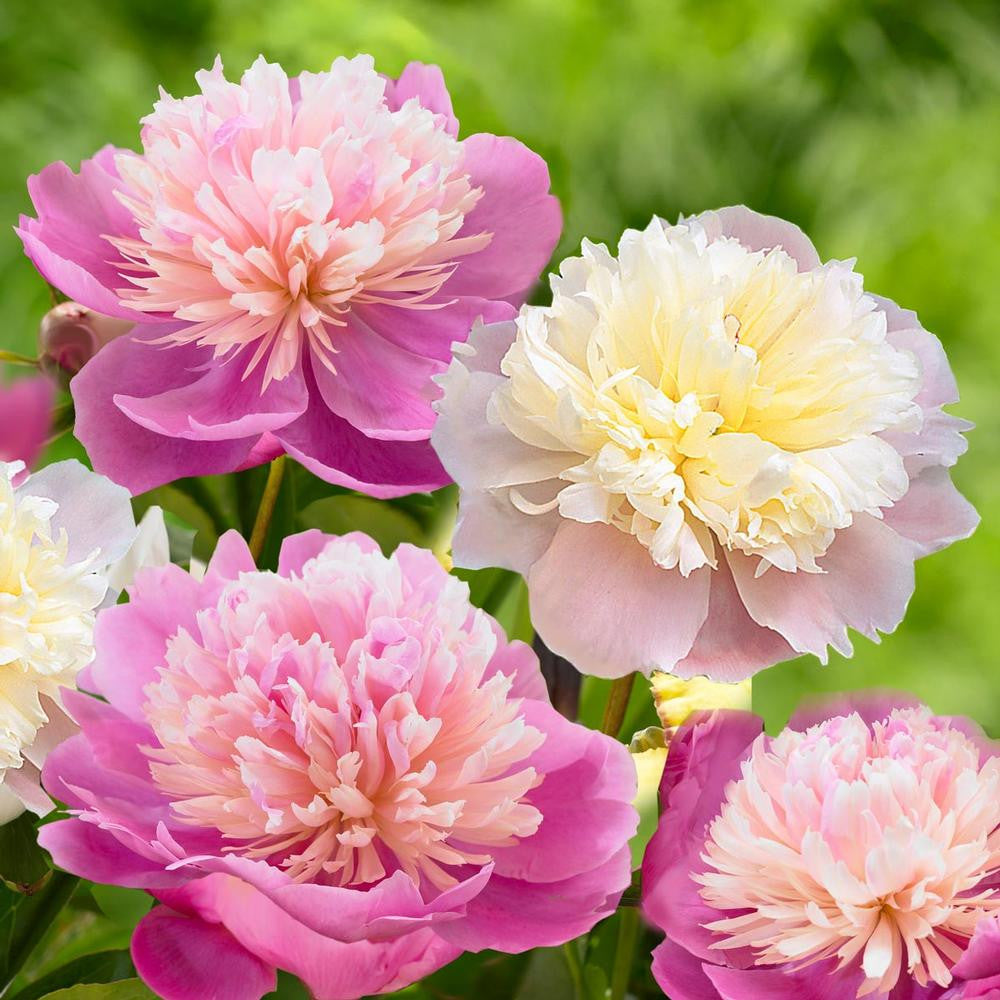 Peony Lactiflora Lady Alexandra Duff & Sorbet - 2 bare roots