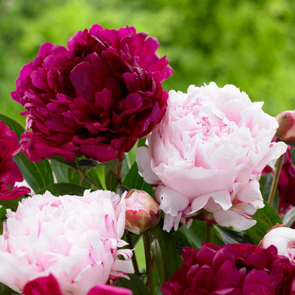 Peony Lactiflora Sarah Bernhardt & Felix Crousse - 2 bare roots