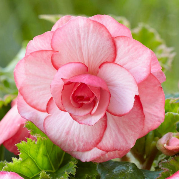 The pink and white double flower of tuberous begonia Upright Picotee White.