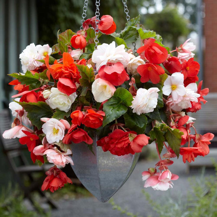 Begonia Upright Double Odorata White & Red