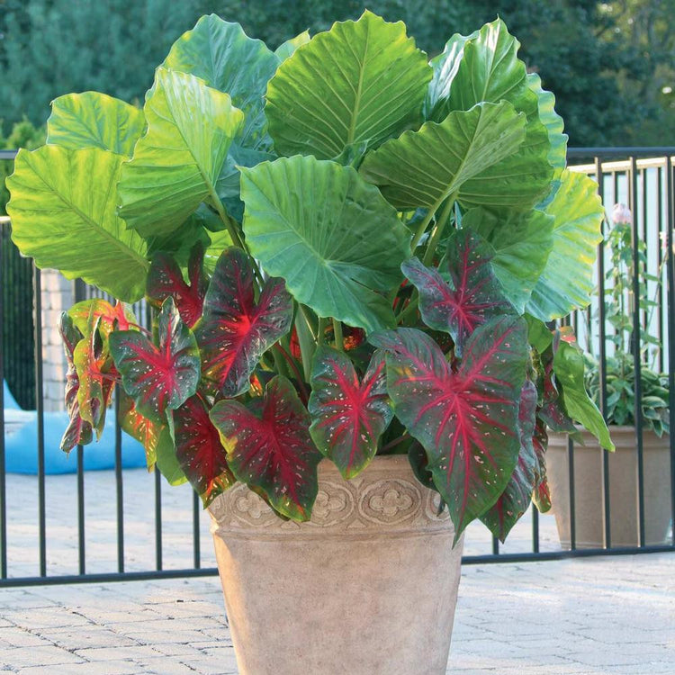 Container Collection Alocasia Upright & Caladium Red Flash