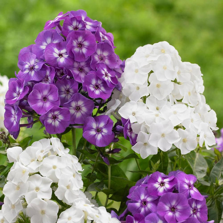 Phlox Paniculata David & Laura
