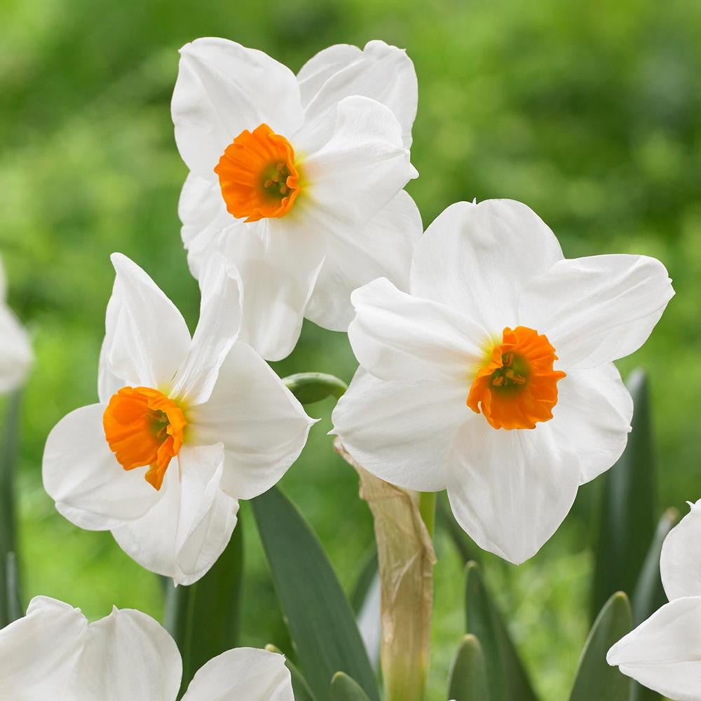 Daffodil Tazetta Avalanche - 20 bulbs - Longfield Gardens
