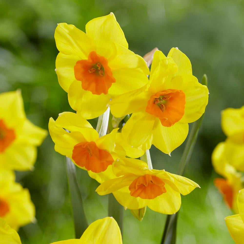 GetBetter New Fast Automatic Daffodils 蘭 【公式通販】