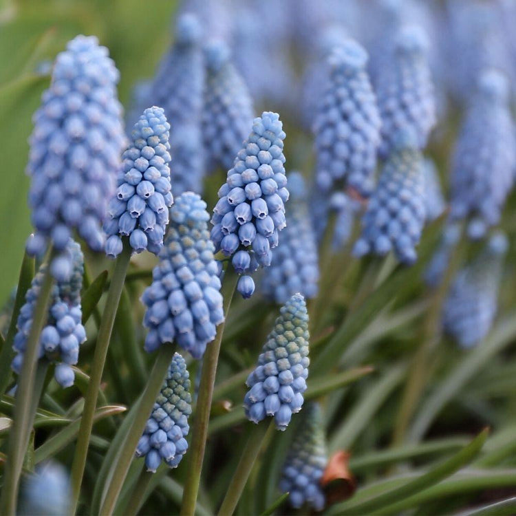 Muscari Valerie Finnis