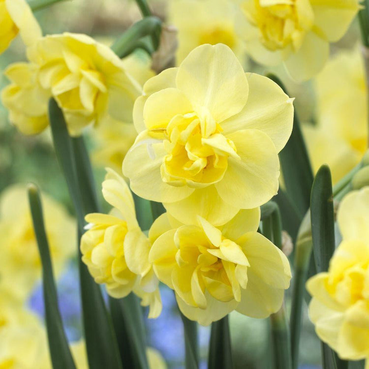 The flowers of award-winning double daffodil Yellow Cheerfulness, showing how each stem displays one or more small, fragrant, golden yellow blossoms that are perfect for cutting.
