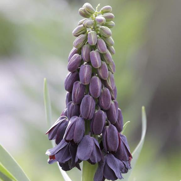 The blue-black flower of Fritillaria liliaceae Persica.