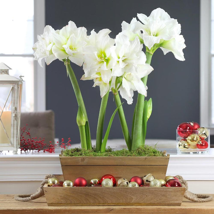 Amaryllis White Nymph