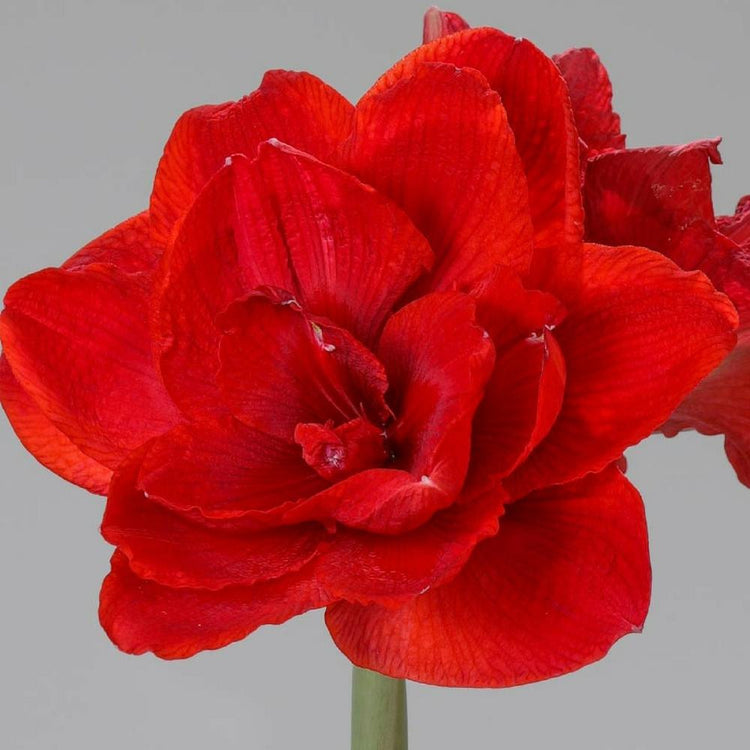 Amaryllis Double Cherry Nymph