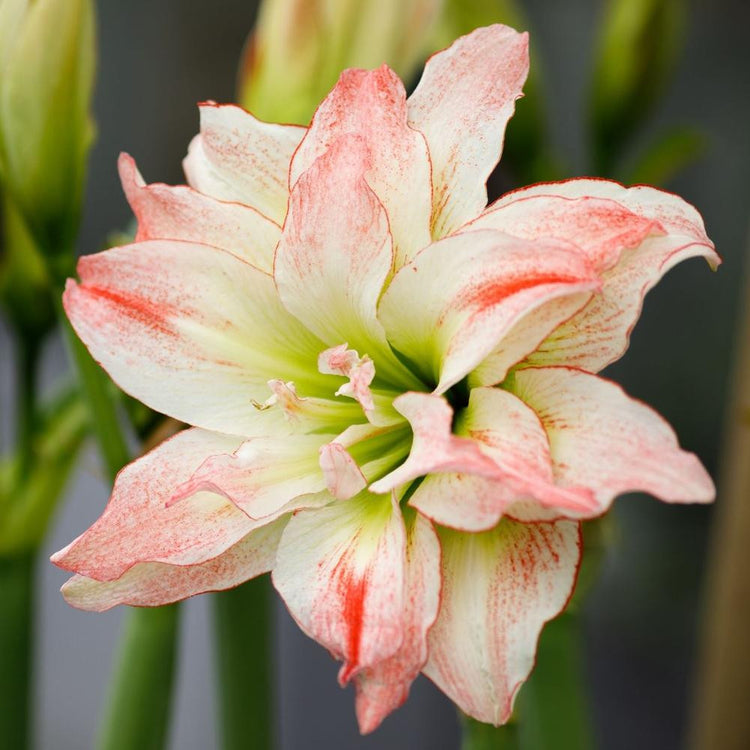 Amaryllis Double Aphrodite