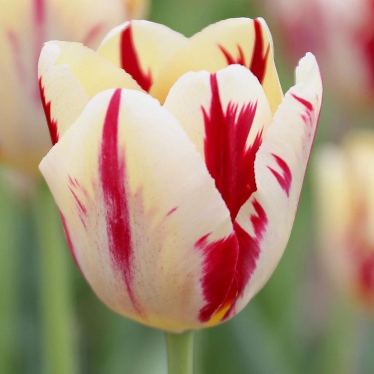 Tulip Triumph Grand Perfection